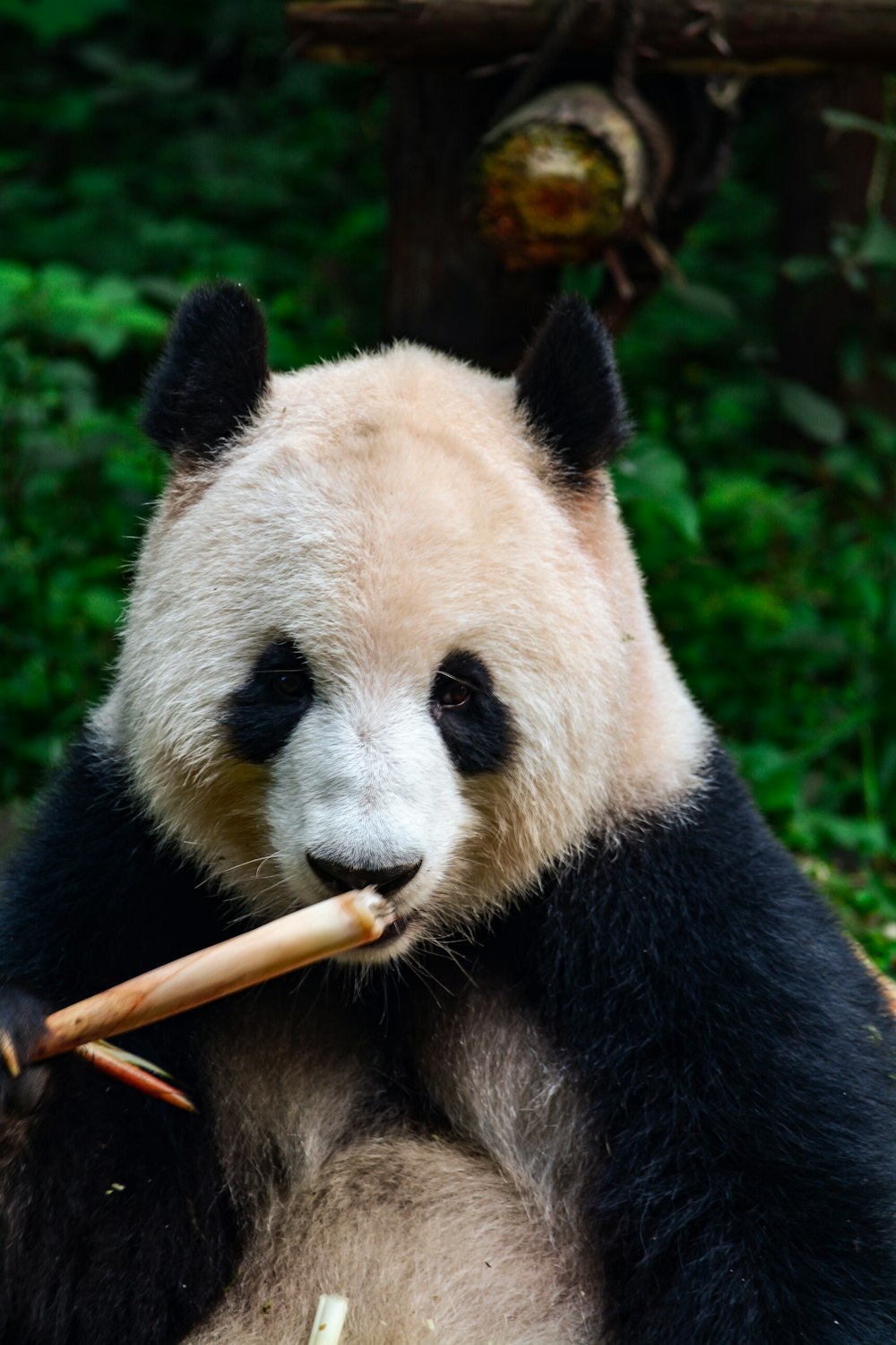 panda on tree branch during daytime