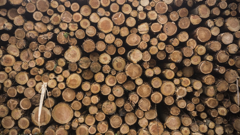 tronchi di legno marroni e neri