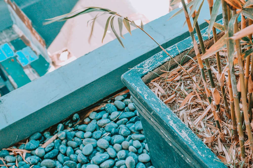 green plant on blue plastic container