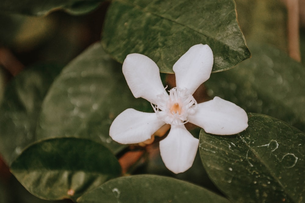 white flower in macro shot