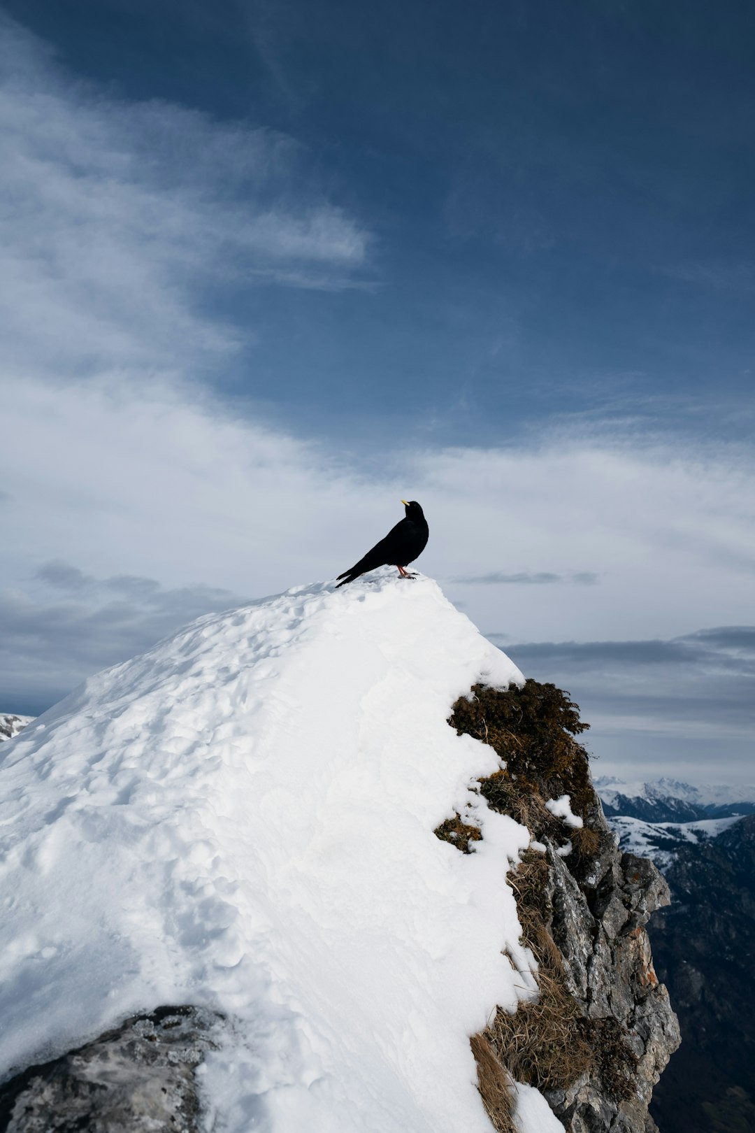 black bird on white snow covered mountain during daytime