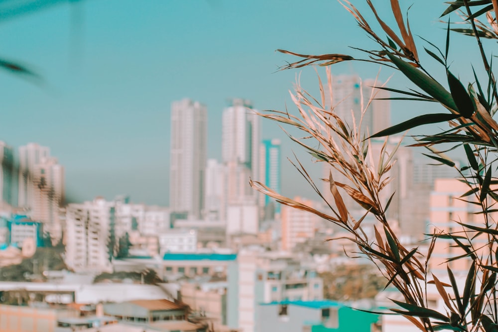 brown plant near white concrete building during daytime