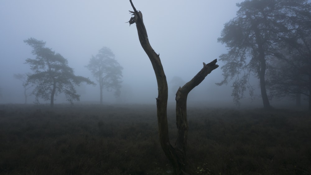 green tree on foggy weather