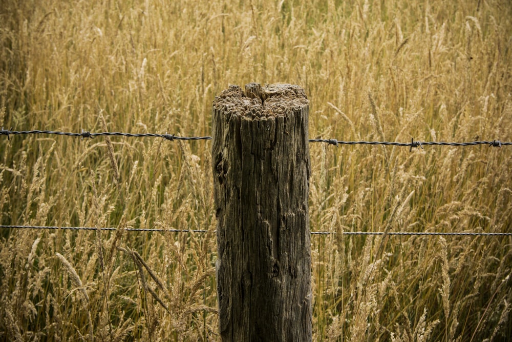 brown wooden post with barbwire