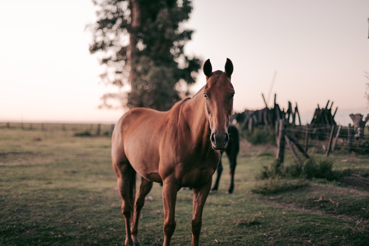 Does Your Horse Really Need a Job?