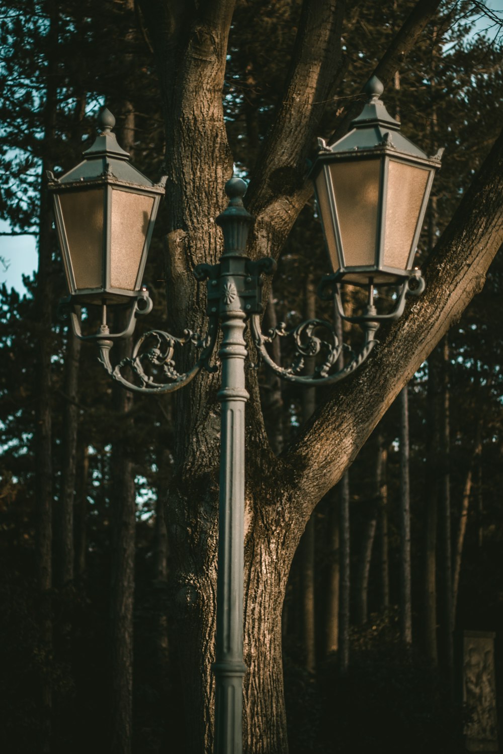 black street lamp near brown trees during daytime