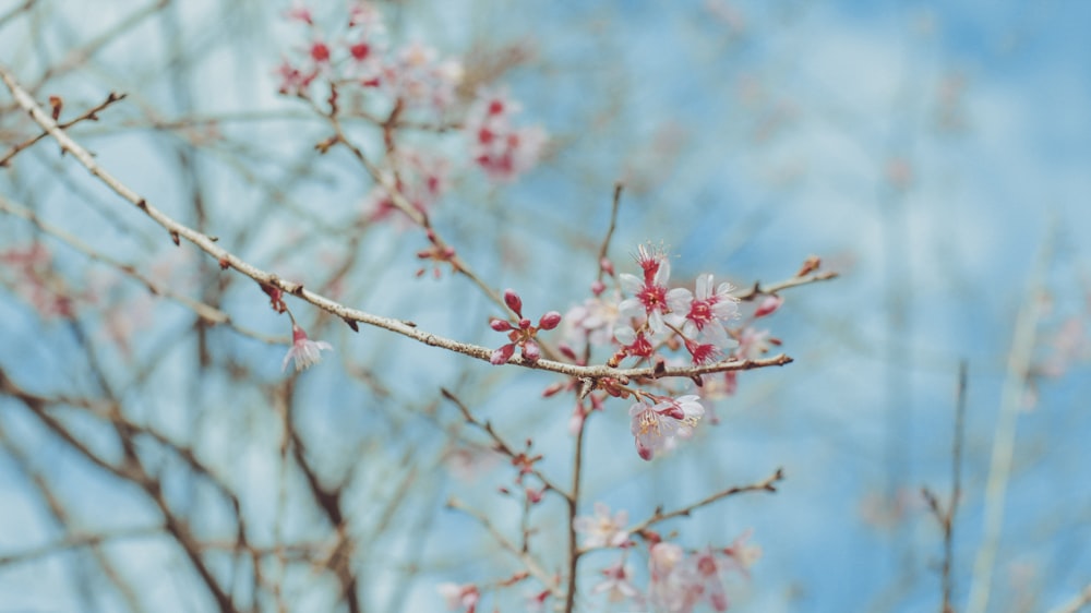 pink cherry blossom in close up photography