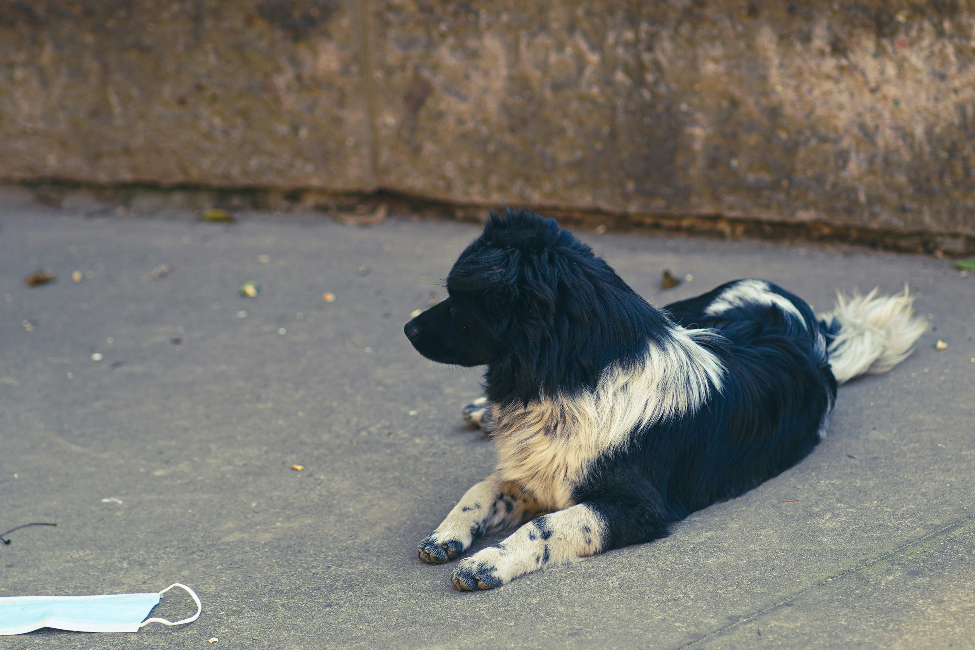 black and white border collie lying on the street