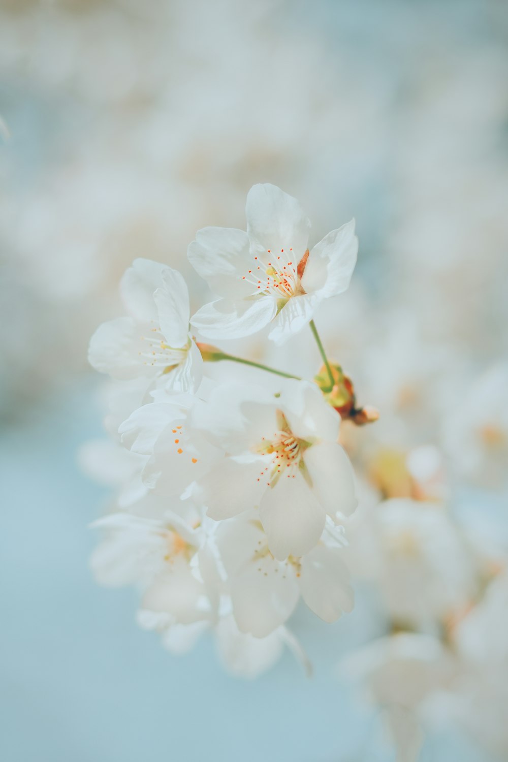 클로즈업 사진의 하얀 벚꽃