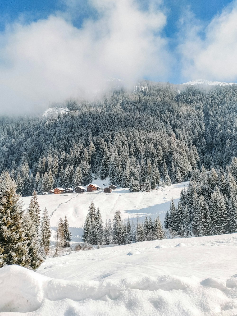 green trees on snow covered mountain during daytime