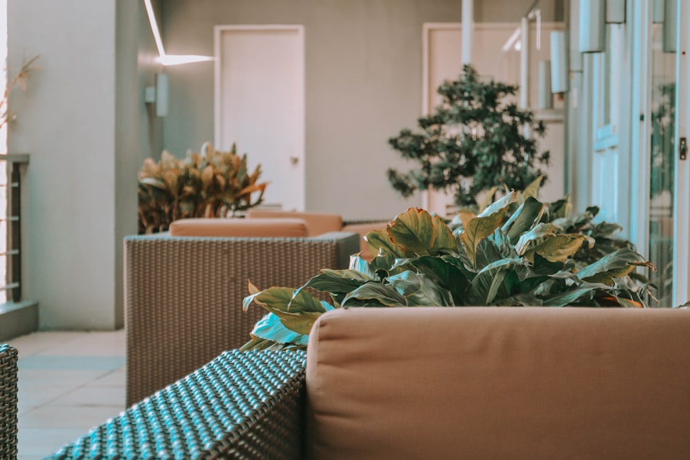 green plant on brown textile