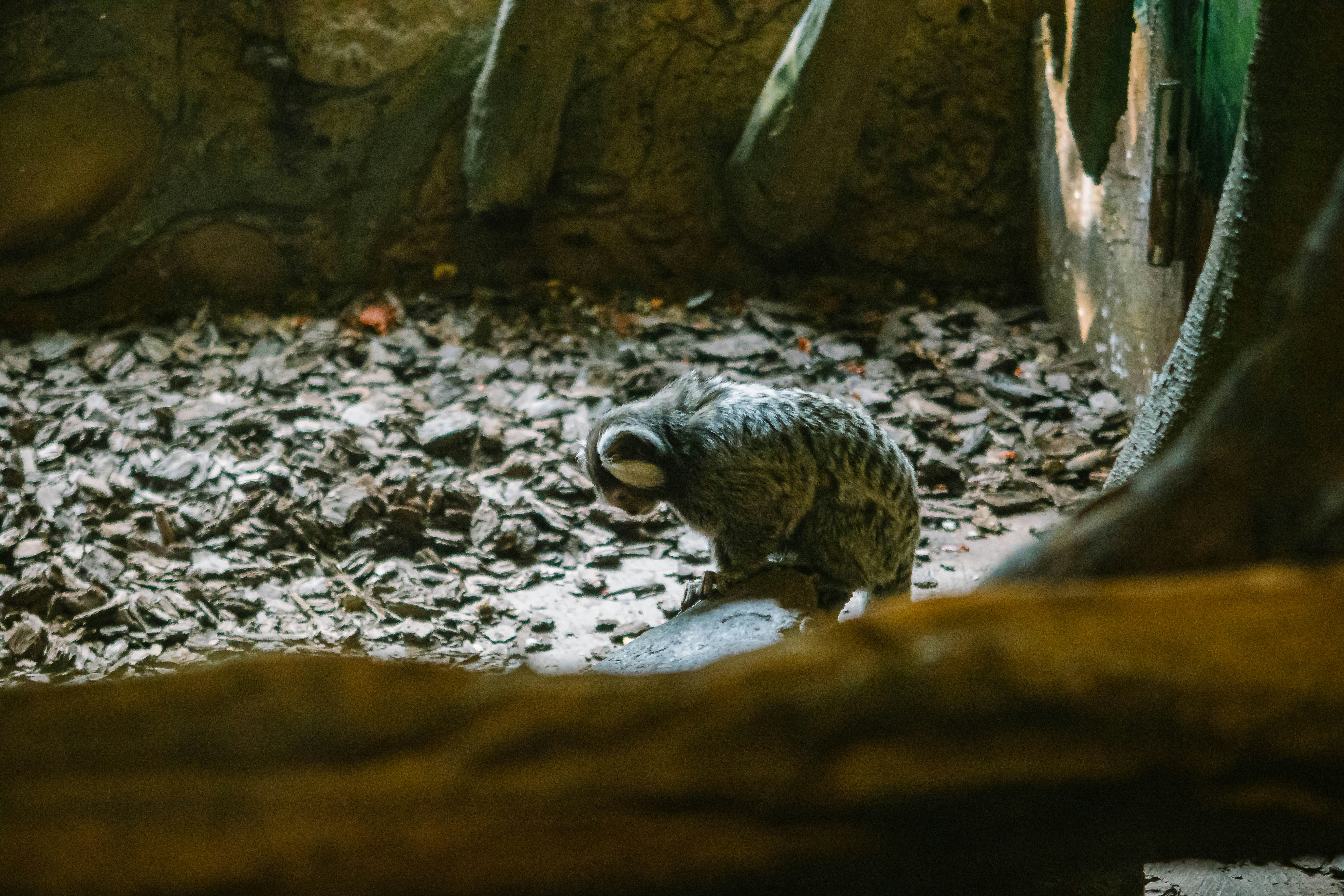 Baby Zoo