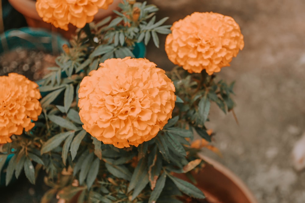 orange flower in close up photography