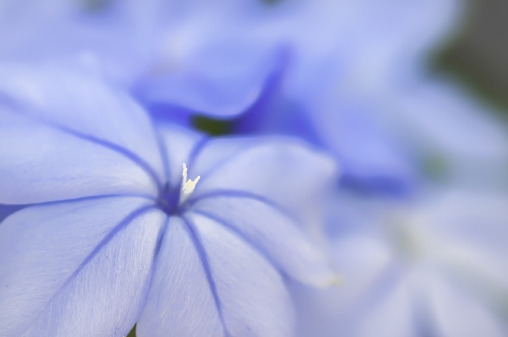 white and blue flower in macro shot