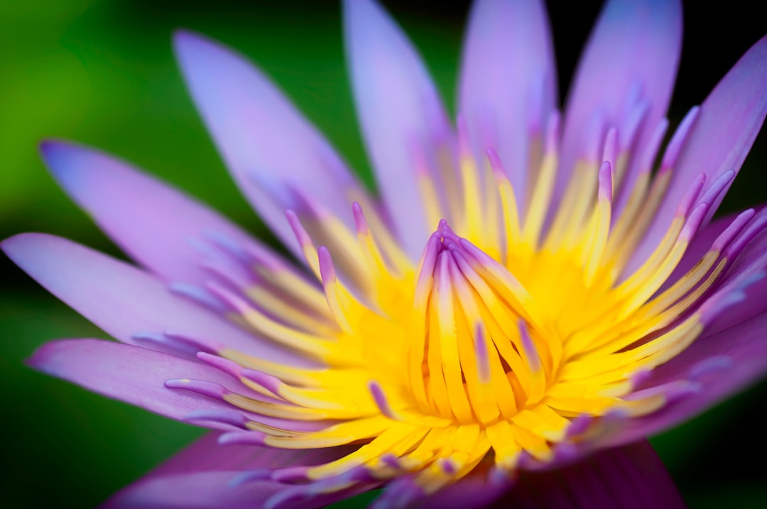 yellow and purple flower in macro shot