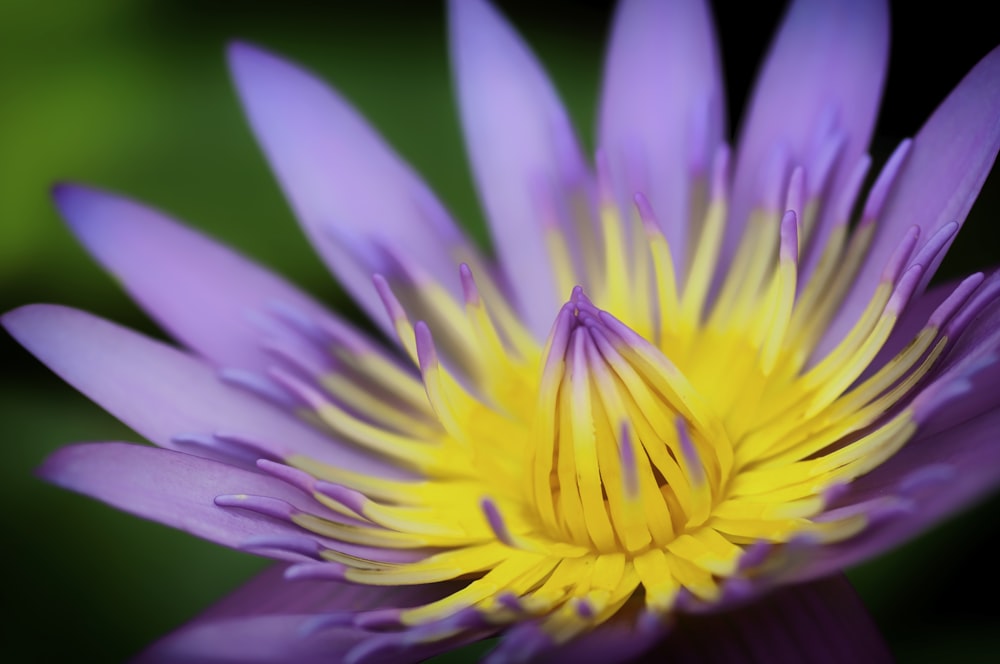 yellow and purple flower in macro shot