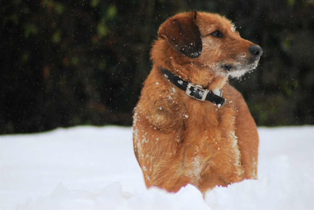 brown short coated dog on snow covered ground during daytime