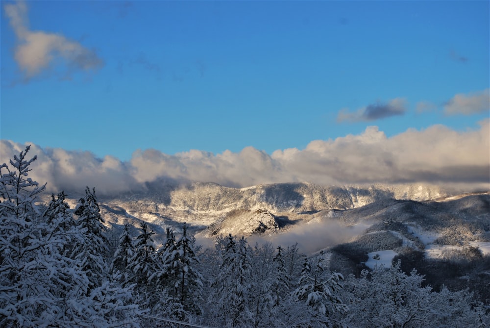 snow covered trees and mountains during daytime