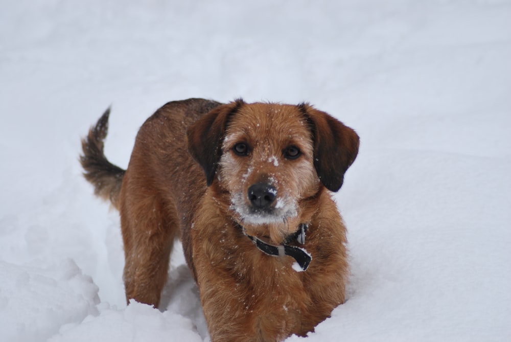 brown short coated medium sized dog on snow covered ground during daytime