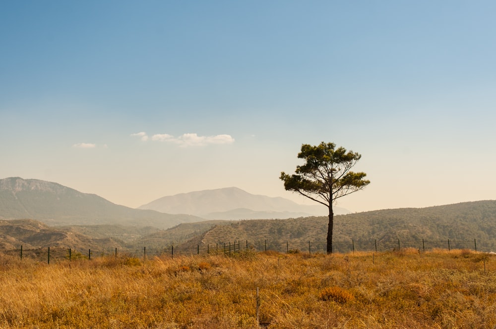 green tree on brown grass field during daytime