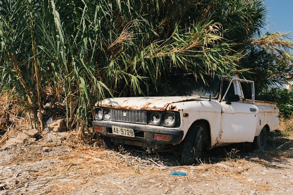 white car near green grass