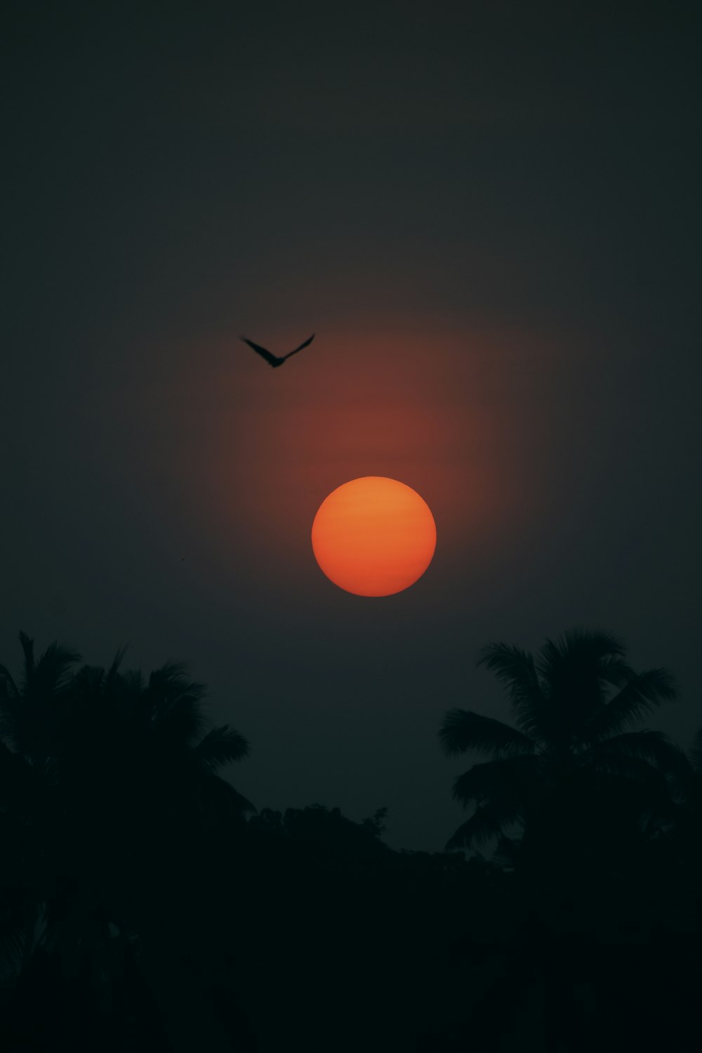 silhouette of trees during sunset