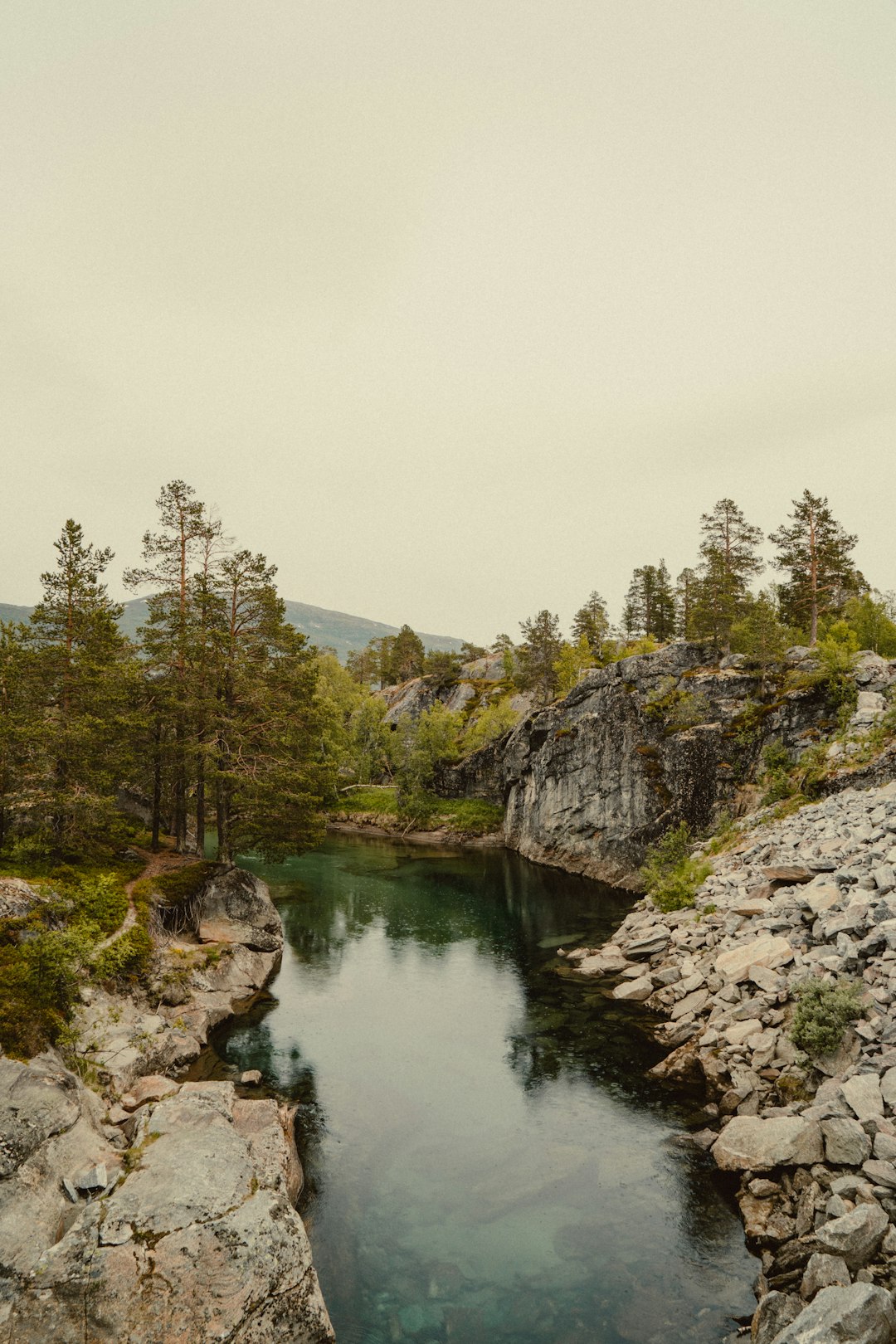 green trees beside river during daytime