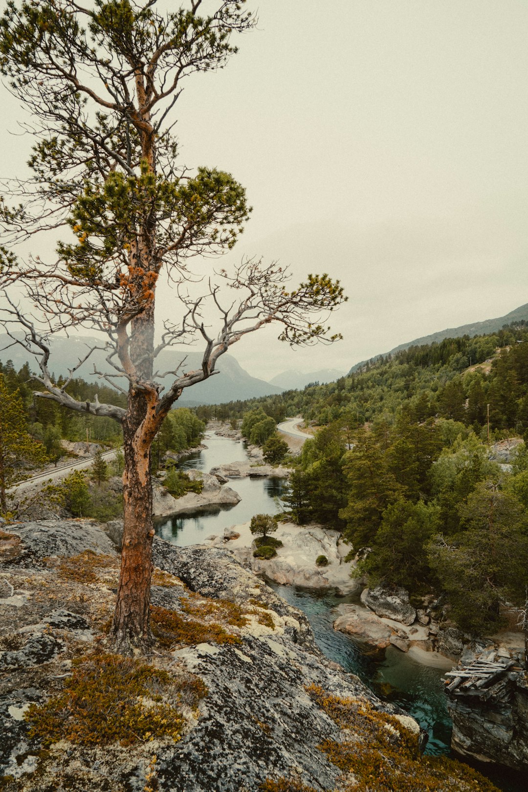 green trees near lake during daytime