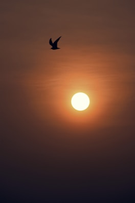Silhouette of a phoenix soaring with subtle golden light and cosmic background.