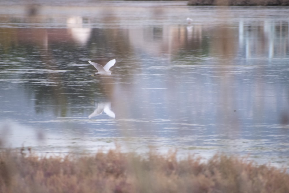 white bird flying over water during daytime