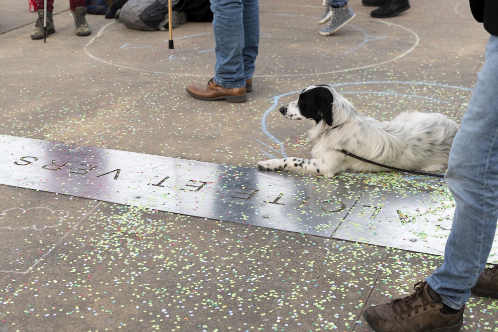 Perro de pelo corto blanco y negro acostado en el piso de concreto gris