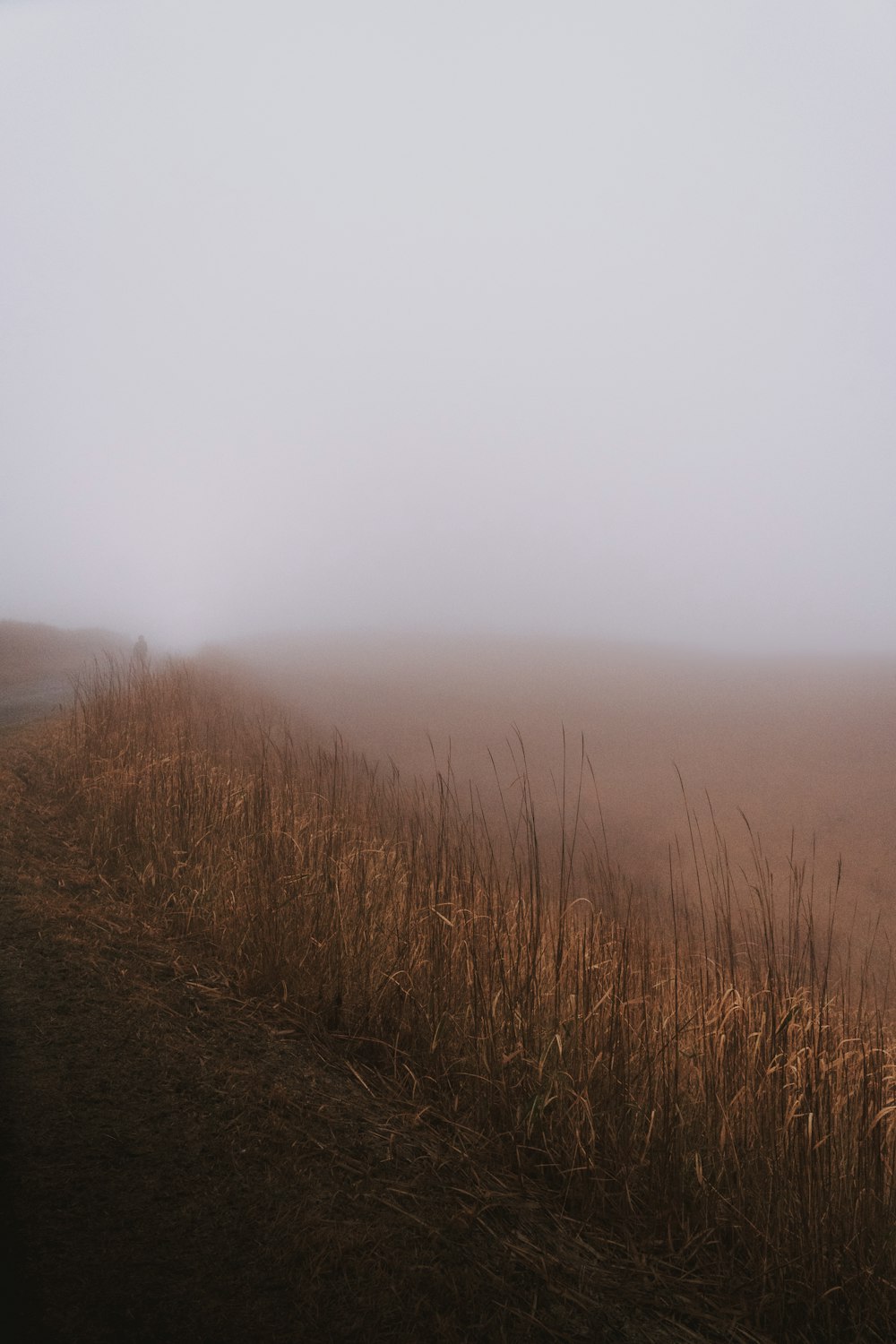 brown grass field under white sky during daytime