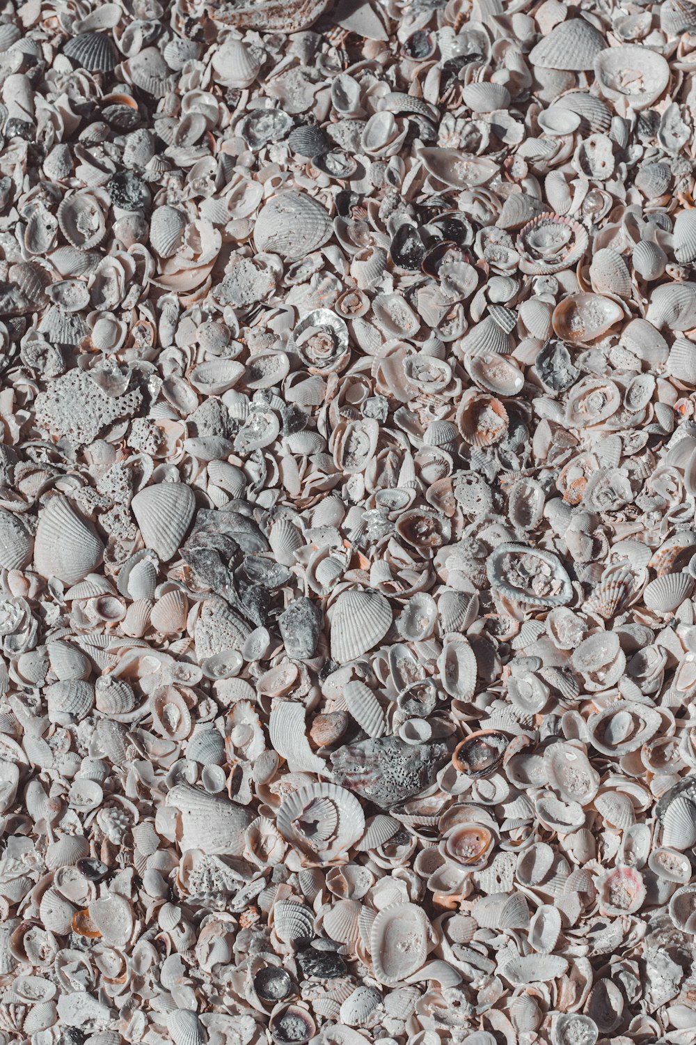 white and brown seashells on white sand