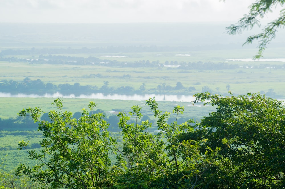 green trees near body of water during daytime