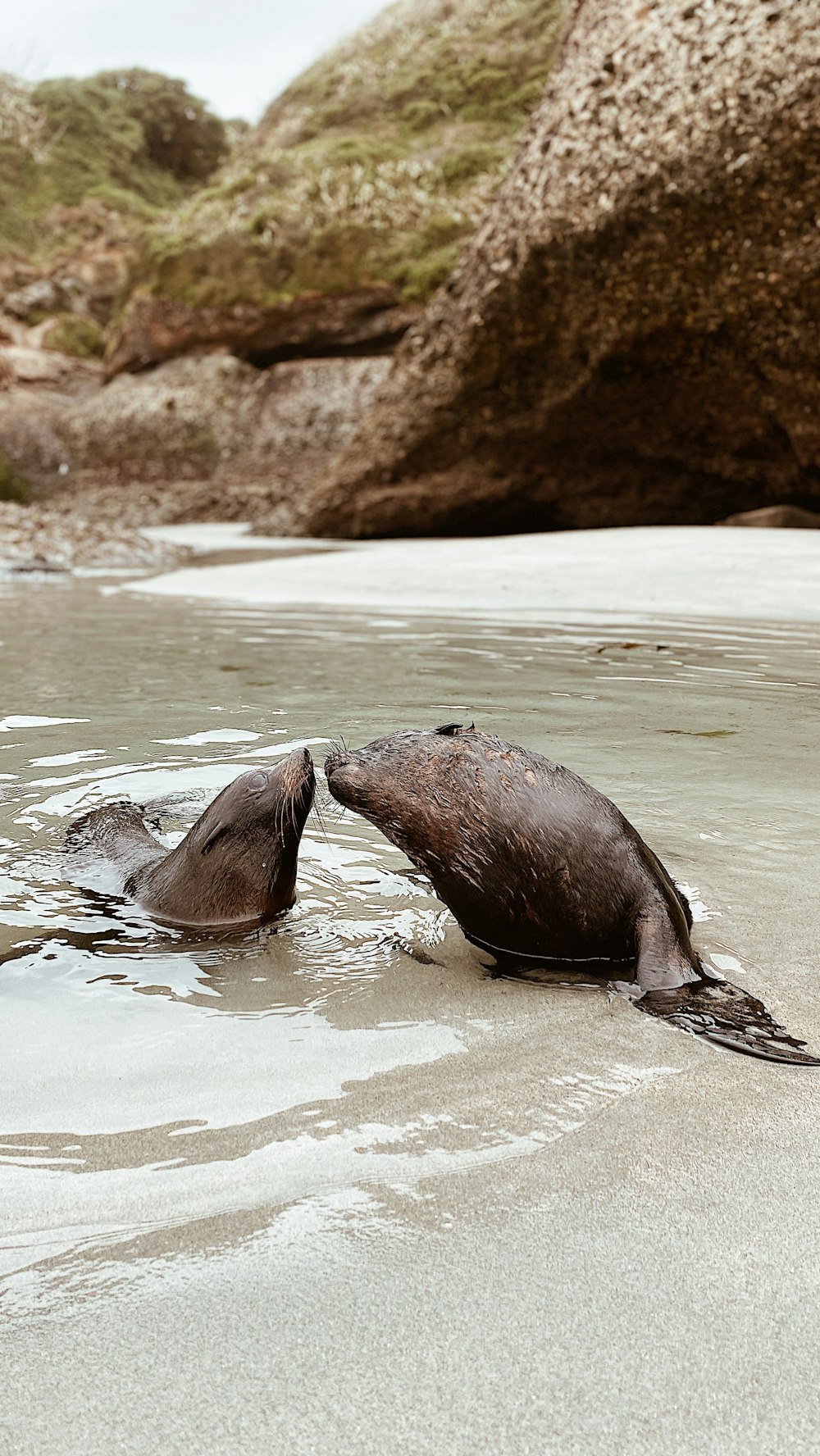 Seelöwe tagsüber auf dem Wasser