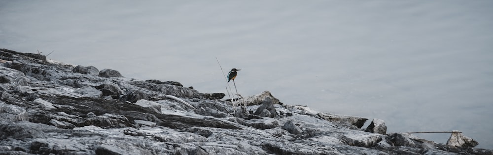 person in blue jacket standing on gray rock during daytime