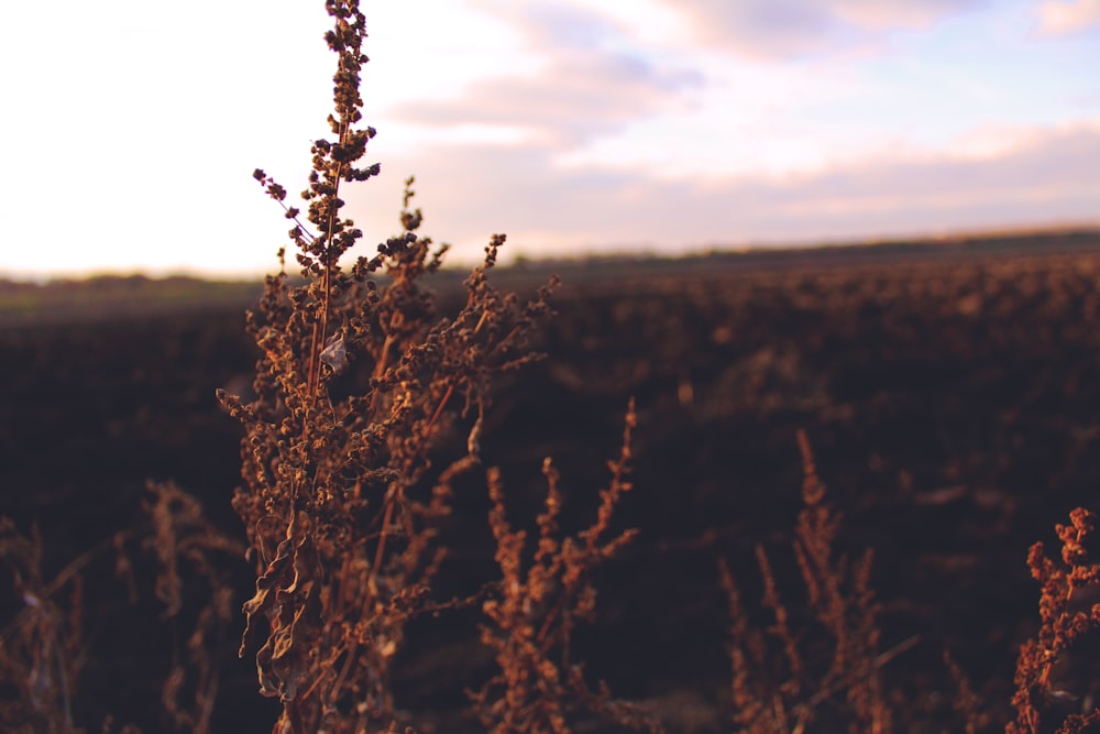 brown plant under cloudy sky during daytime