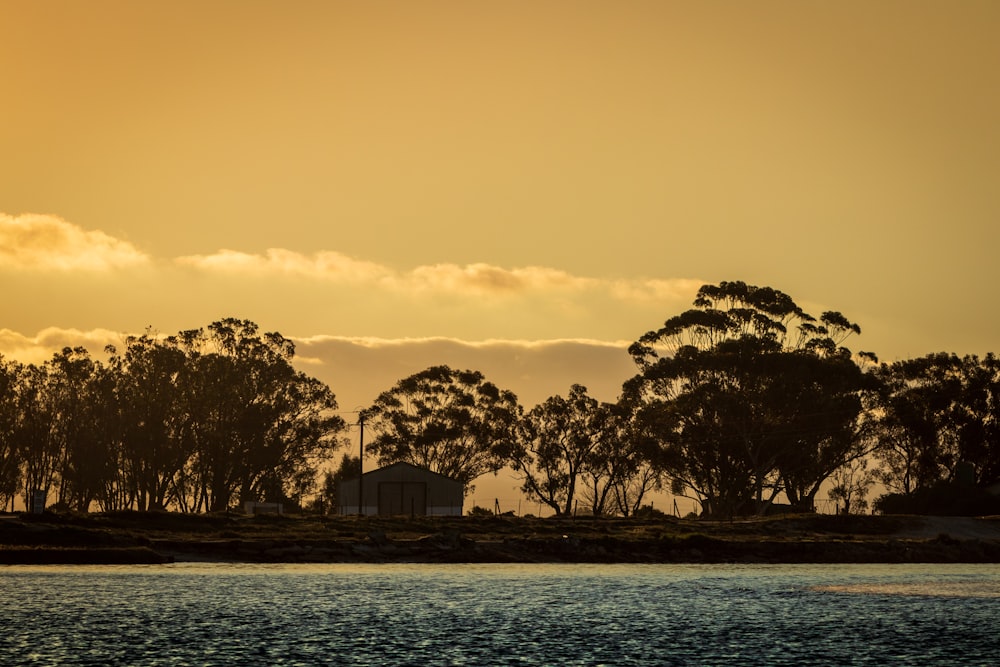 trees near body of water during sunset