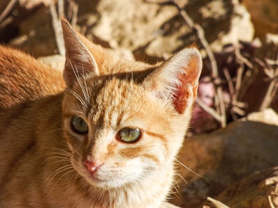 orange tabby cat on brown soil