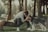 A person is sitting on a bent tree trunk in a forest, leaning forward and gently touching foreheads with a large dog resembling a husky. The surrounding area is densely packed with tall trees, and sunlight filters through, casting a serene atmosphere. The person is wearing a gray shirt, camo pants, and white sneakers, showcasing a moment of connection and companionship with the dog.