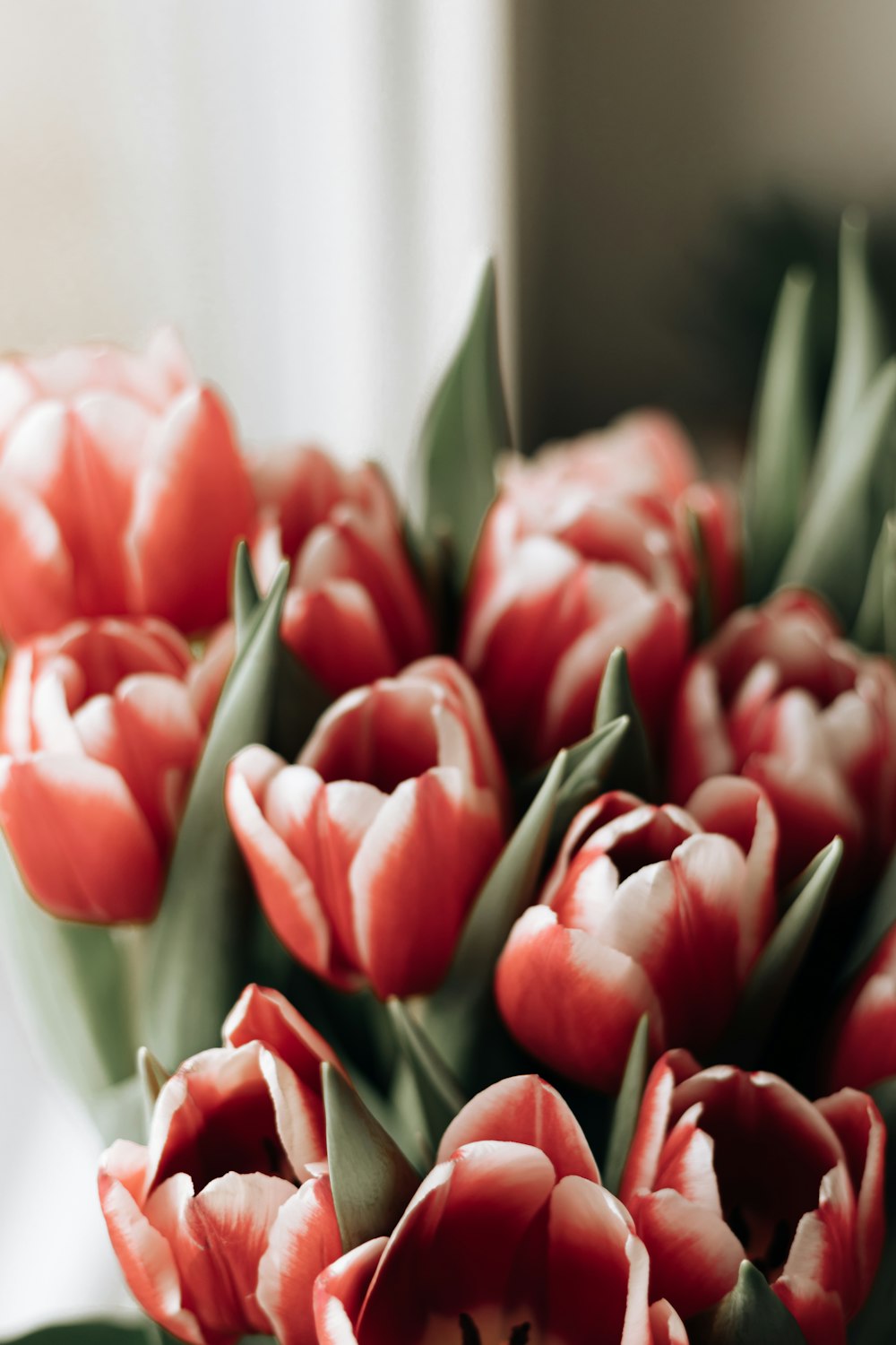 red tulips in white ceramic vase
