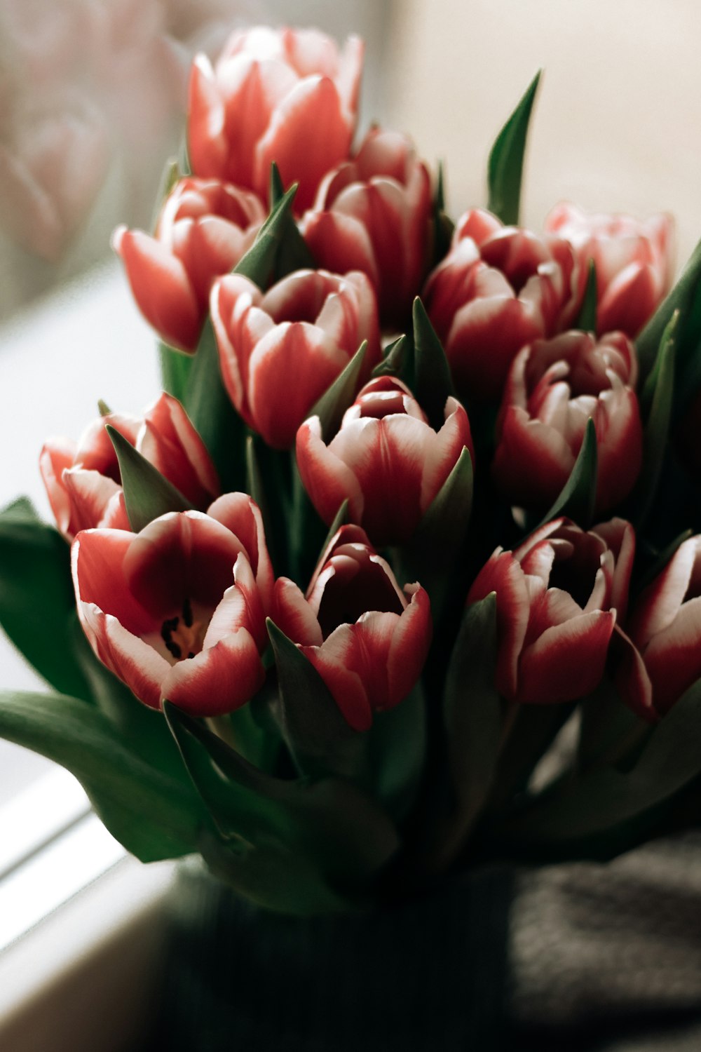 red tulips in close up photography