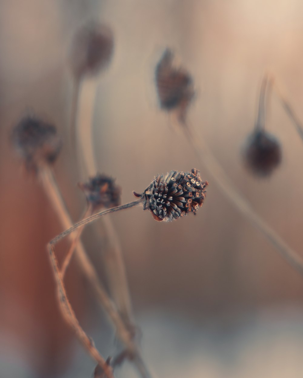 brown and black flower in macro lens