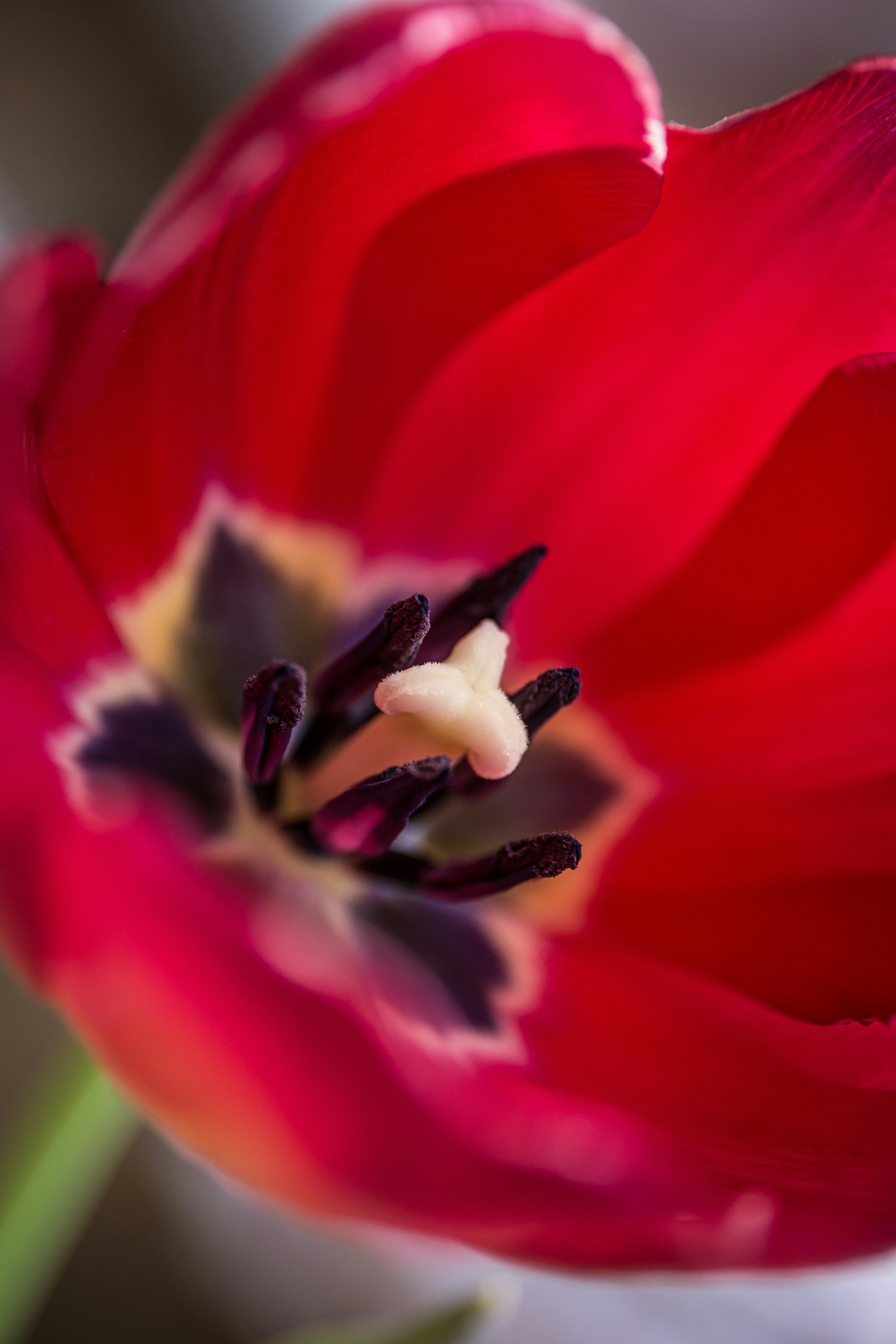 red and white flower in macro photography