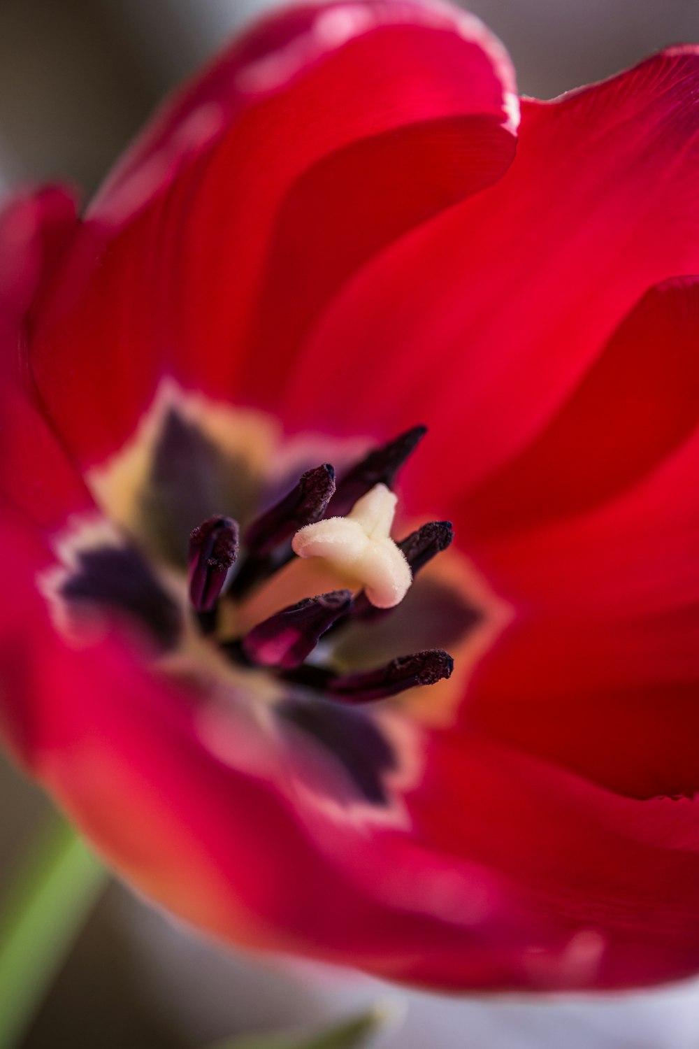 red and white flower in macro photography