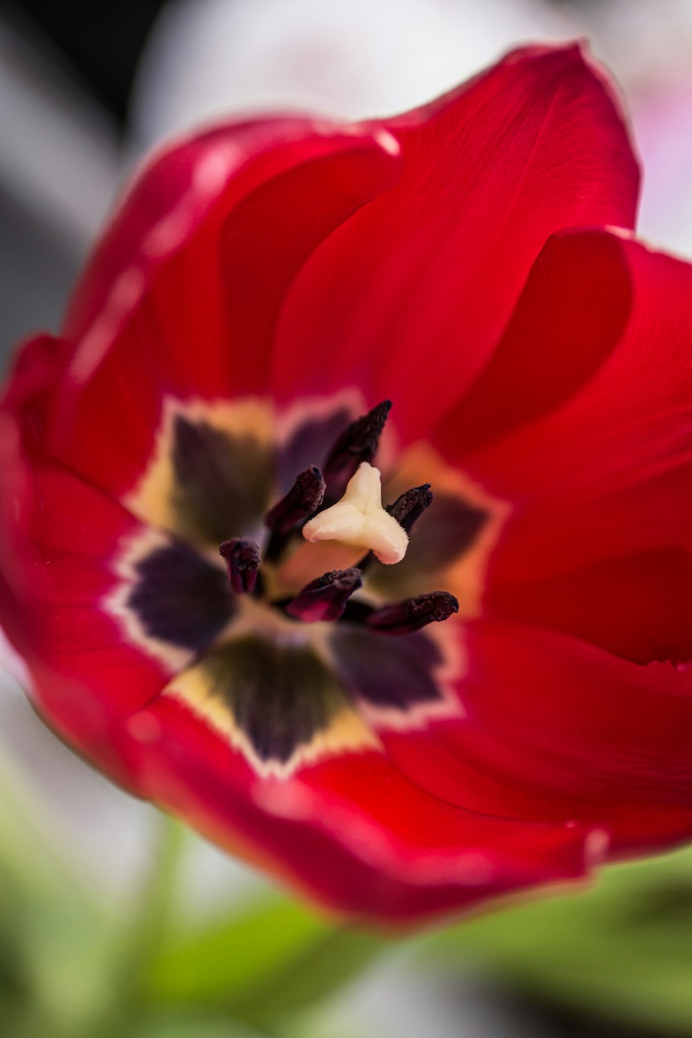 Flor roja y amarilla en la fotografía con lente macro