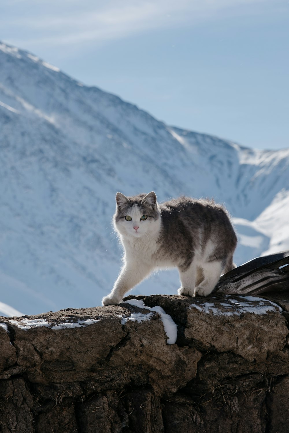 white and brown cat on brown rock