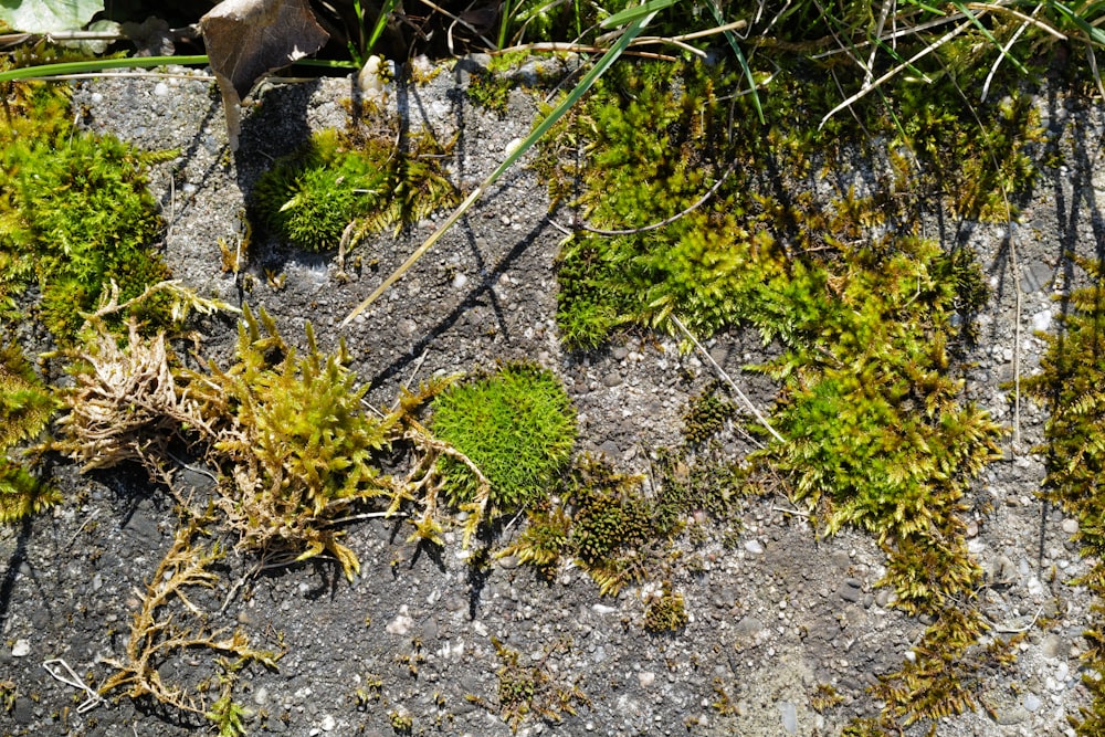 green and yellow plant on gray soil