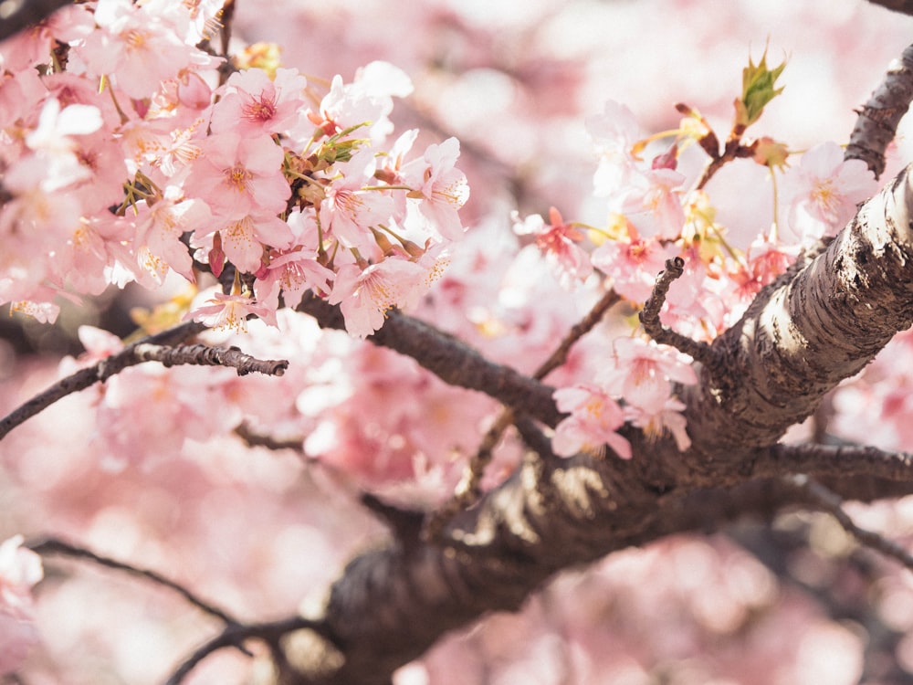 pink and white cherry blossom