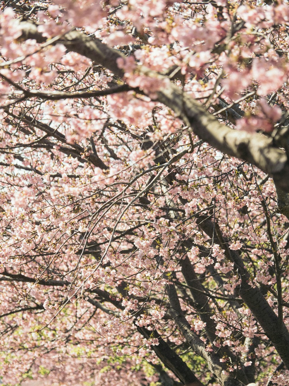 낮 동안 분홍색 벚꽃 나무